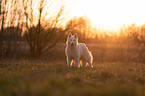 Weier Schferhund im Gegenlicht