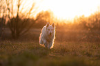 Weier Schferhund im Gegenlicht