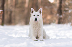 Weier Schferhund im Schnee