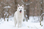 Weier Schferhund im Schnee