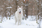 Weier Schferhund im Schnee