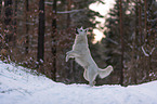 Weier Schferhund im Schnee