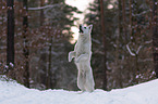 Weier Schferhund im Schnee