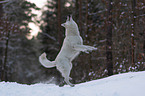 Weier Schferhund im Schnee