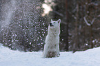 Weier Schferhund im Schnee