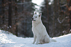 Weier Schferhund im Schnee