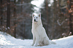 Weier Schferhund im Schnee