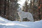 Weier Schferhund im Schnee