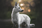 Weier Schferhund im Wasser