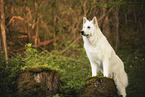 Weier Schferhund
