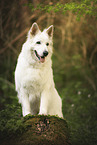 Weier Schferhund