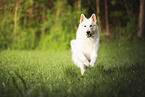 Weier Schferhund