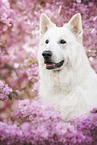 Weier Schferhund