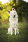 Weier Schferhund