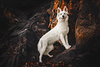 Weier Schferhund