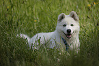 Weier Schferhund Welpe