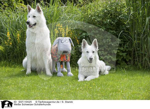 Weie Schweizer Schferhunde / SST-10425