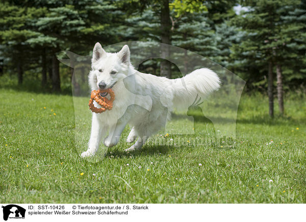 spielender Weier Schweizer Schferhund / SST-10426