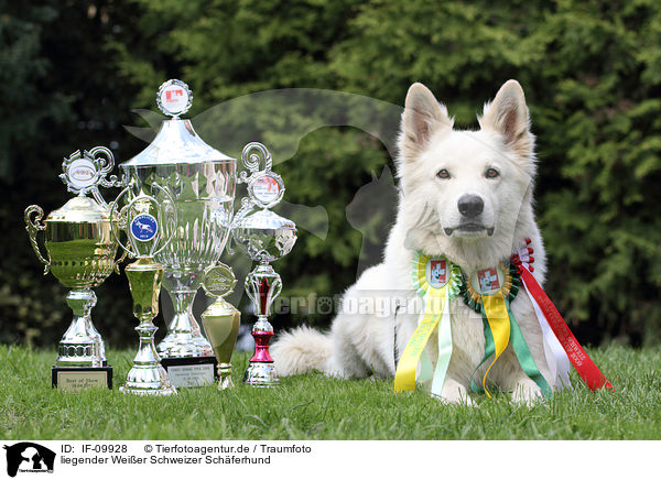 liegender Weier Schweizer Schferhund / lying White Swiss Shepherd / IF-09928