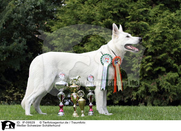 Weier Schweizer Schferhund / White Swiss Shepherd / IF-09929