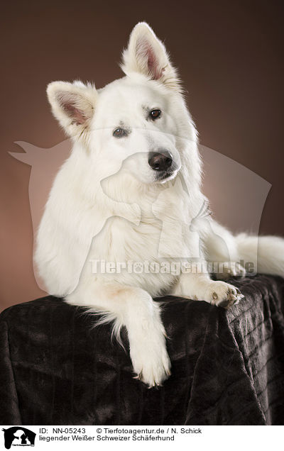 liegender Weier Schweizer Schferhund / lying White Swiss Shepherd / NN-05243