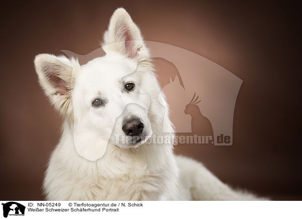 Weier Schweizer Schferhund Portrait / White Swiss Shepherd portrait / NN-05249