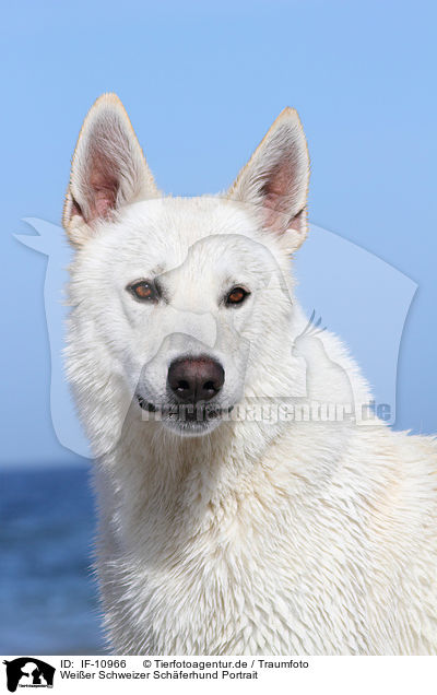 Weier Schweizer Schferhund Portrait / IF-10966
