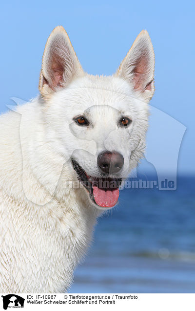 Weier Schweizer Schferhund Portrait / IF-10967