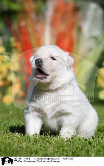 Weier Schweizer Schferhund Welpe / Berger Blanc Suisse Puppy / IF-11064