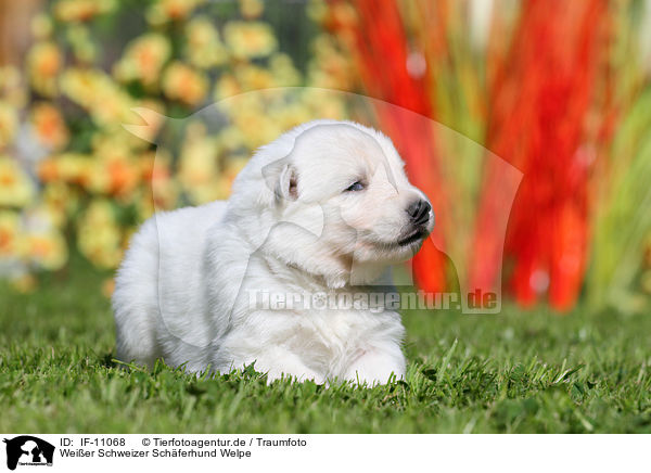 Wei�er Schweizer Sch�ferhund Welpe / IF-11068
