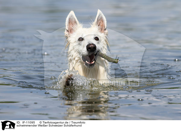 schwimmender Weier Schweizer Schferhund / swimming Berger Blanc Suisse / IF-11095