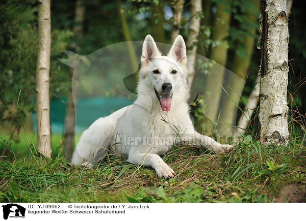 liegender Weier Schweizer Schferhund / lying Berger Blanc Suisse / YJ-09062