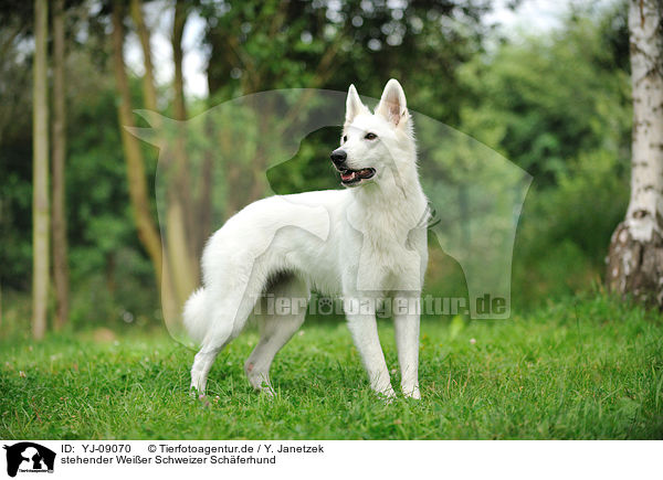 stehender Wei�er Schweizer Sch�ferhund / standing Berger Blanc Suisse / YJ-09070