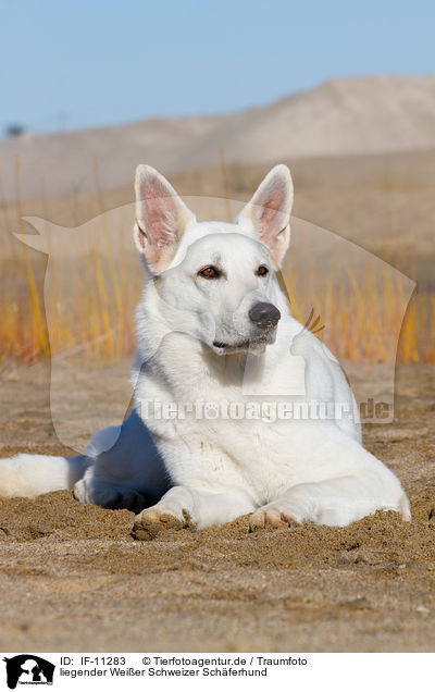 liegender Weier Schweizer Schferhund / lying Berger Blanc Suisse / IF-11283