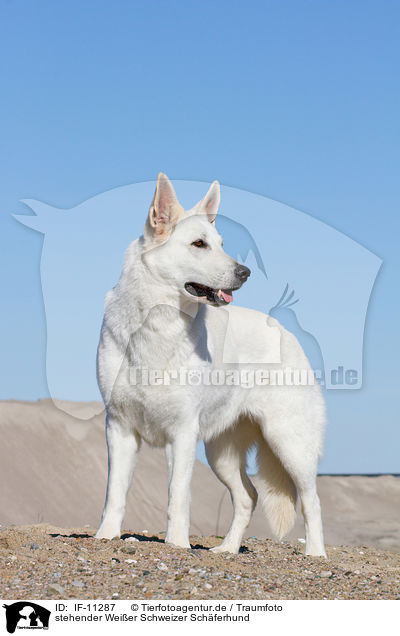 stehender Weier Schweizer Schferhund / standing Berger Blanc Suisse / IF-11287