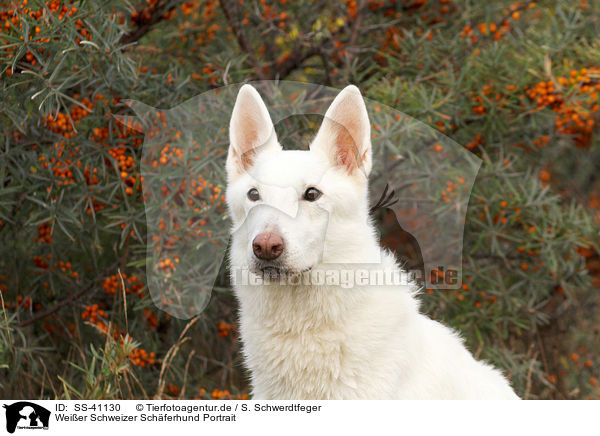 Weier Schweizer Schferhund Portrait / Berger Blanc Suisse Portrait / SS-41130