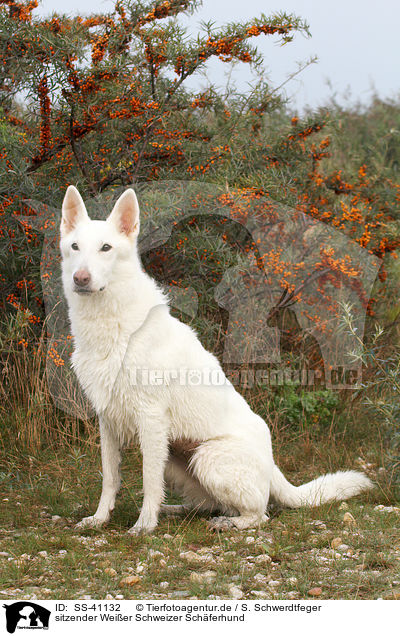 sitzender Weier Schweizer Schferhund / sitting Berger Blanc Suisse / SS-41132