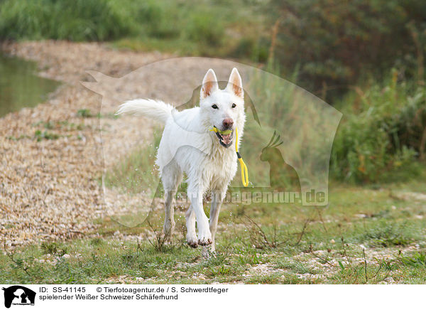 spielender Weier Schweizer Schferhund / playing Berger Blanc Suisse / SS-41145