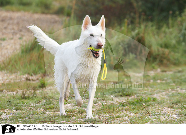 spielender Weier Schweizer Schferhund / playing Berger Blanc Suisse / SS-41146