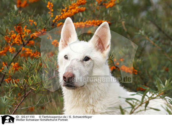 Weier Schweizer Schferhund Portrait / Berger Blanc Suisse Portrait / SS-41150