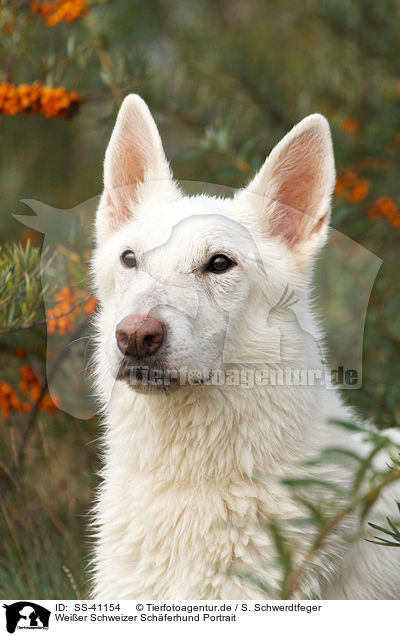 Weier Schweizer Schferhund Portrait / Berger Blanc Suisse Portrait / SS-41154