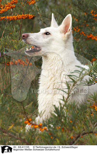liegender Weier Schweizer Schferhund / lying Berger Blanc Suisse / SS-41155