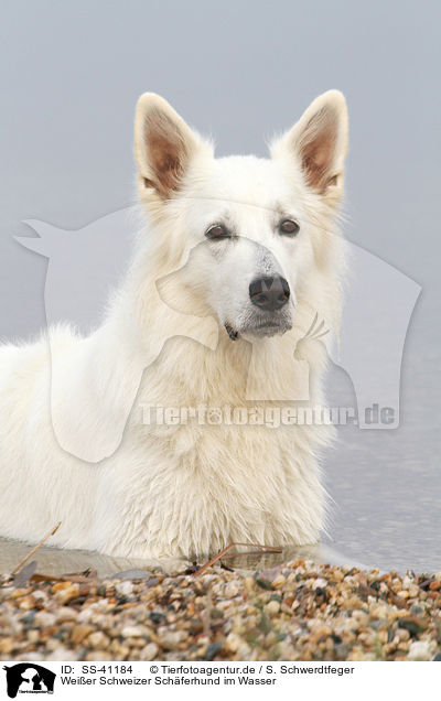 Weier Schweizer Schferhund im Wasser / Berger Blanc Suisse in the water / SS-41184