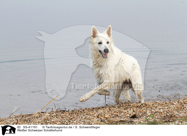 Weier Schweizer Schferhund / Berger Blanc Suisse / SS-41191