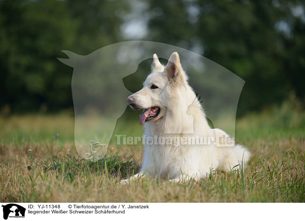 liegender Weier Schweizer Schferhund / lying Berger Blanc Suisse / YJ-11348