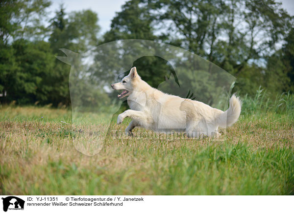 rennender Weier Schweizer Schferhund / running Berger Blanc Suisse / YJ-11351