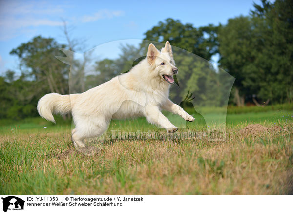 rennender Weier Schweizer Schferhund / running Berger Blanc Suisse / YJ-11353