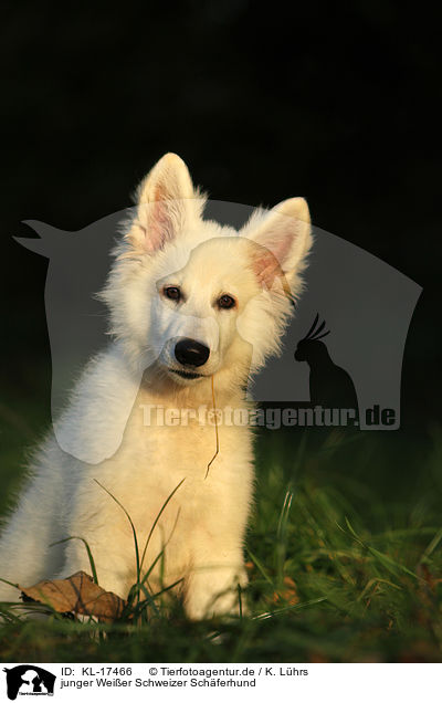 junger Weier Schweizer Schferhund / young Berger Blanc Suisse / KL-17466