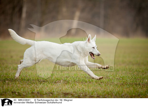 rennender Weier Schweizer Schferhund / running White Swiss Shepherd Dog / MW-03841