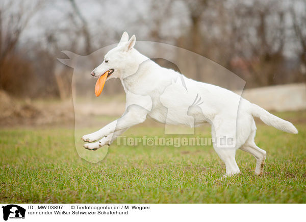 rennender Weier Schweizer Schferhund / running White Swiss Shepherd Dog / MW-03897